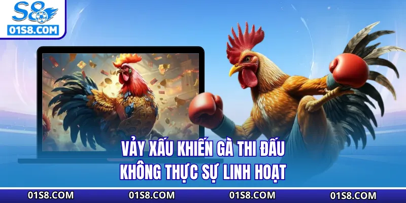 Vảy xấu khiến gà thi đấu không thực sự linh hoạt